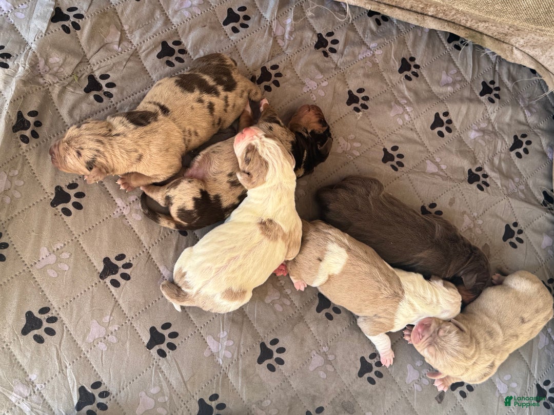 Catahoula Leopard Dog dogs for sale: Catahoula Leopard Dog Puppy 2 - Ad 18