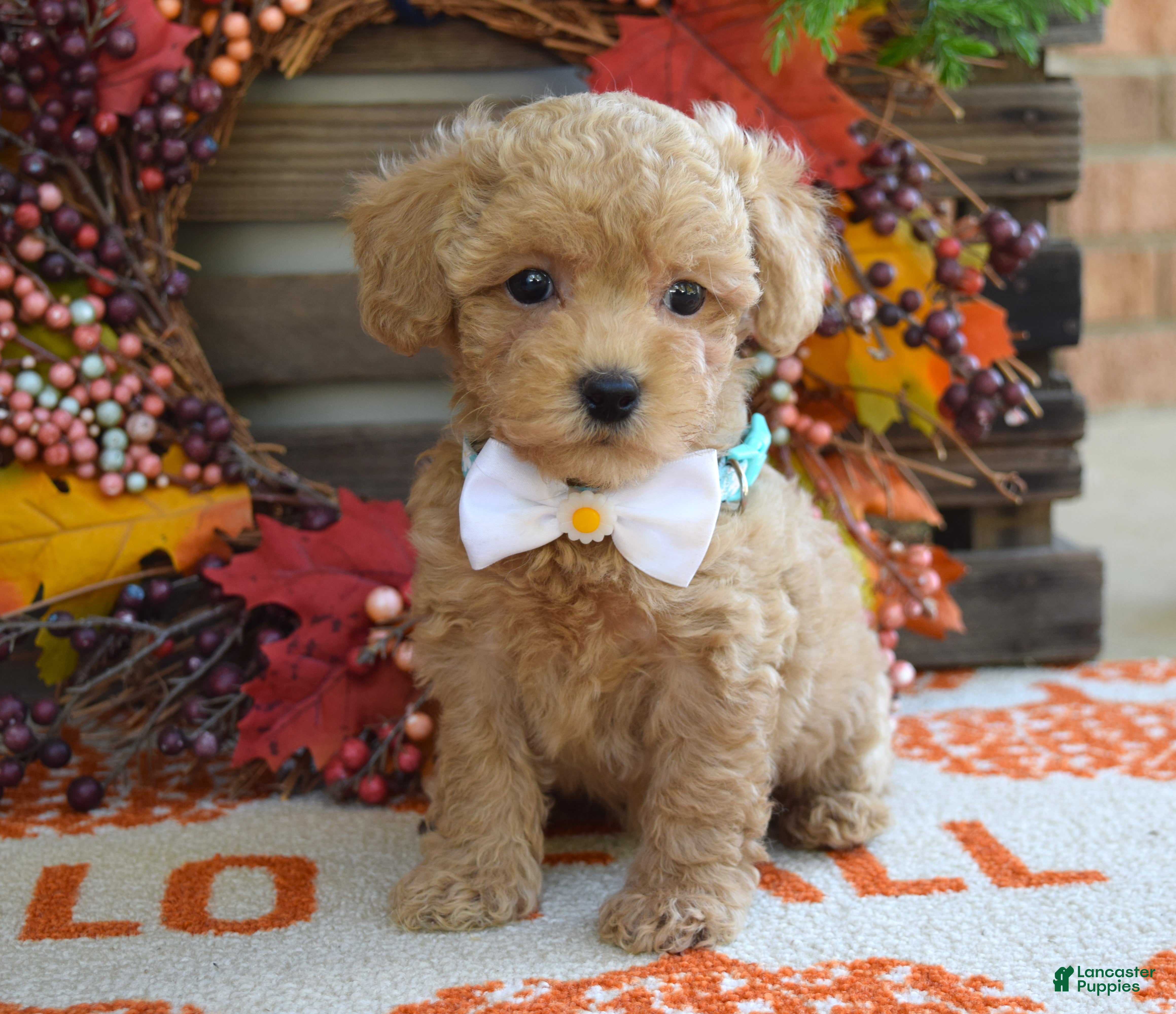 Maltipoo dogs Molly - Ad 1