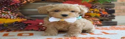 Maltipoo dogs for sale: Molly - Ad 1
