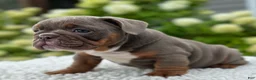 Beabull dogs for sale: Dixie  - Ad 4