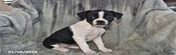 Mixed Breed dogs for sale: Skye - Ad 4