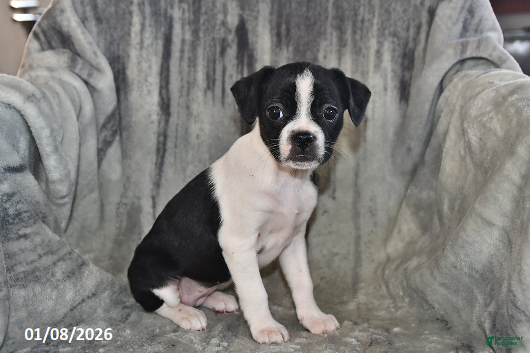 Mixed Breed dogs for sale: Skye - Ad 4