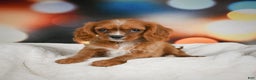 Cavalier King Charles Spaniel dogs for sale: Candy - Ad 8
