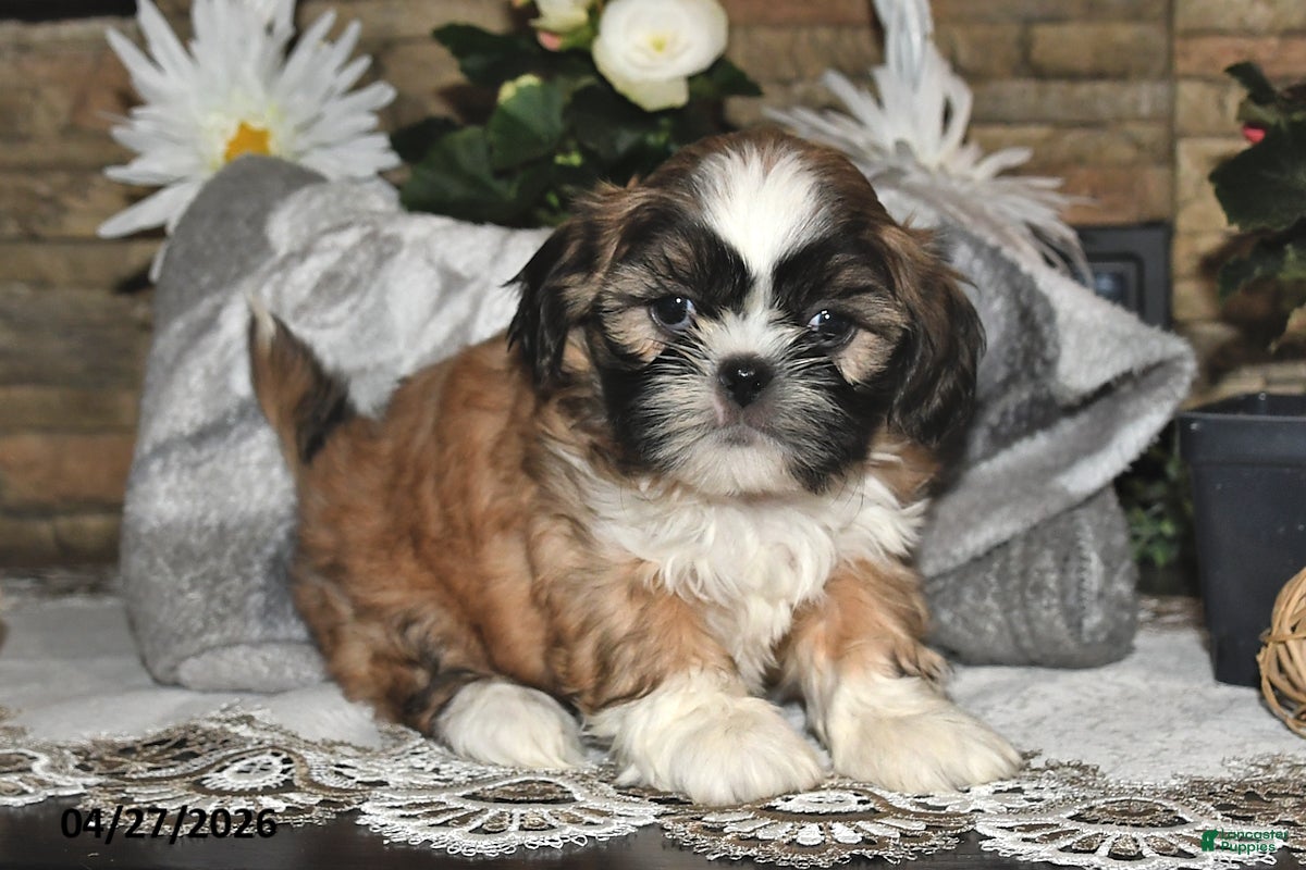 Shih Tzu dogs Sage - Ad 1
