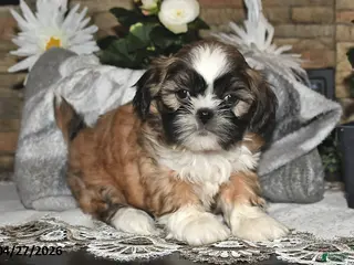 Shih Tzu dogs for sale: Sage - Ad 2