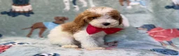 Miniature Poodle dogs for sale: Tater - Ad 4
