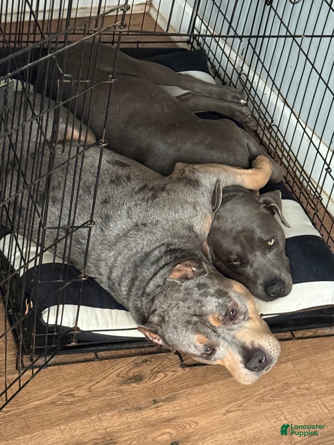 American Bully dogs for sale: American bully classic  - Ad 9