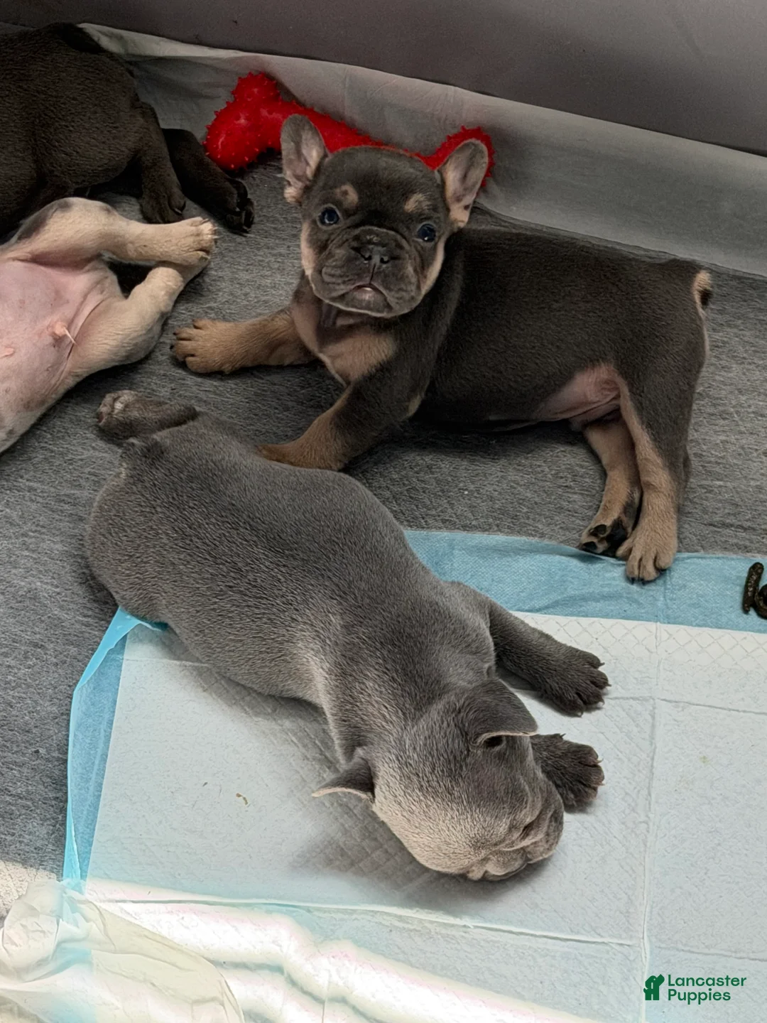 French Bulldog dogs for sale: French Bulldog Puppy 2 - Ad 2