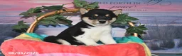 Shiba Inu dogs for sale: Lorene - Ad 2