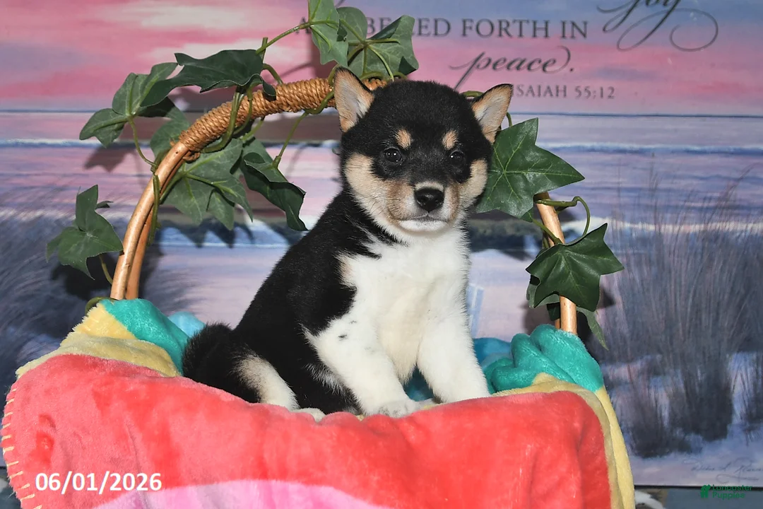 Shiba Inu dogs for sale: Lorene - Ad 2