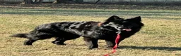 German Shepherd dogs for stud: Lloyd - Ad 3
