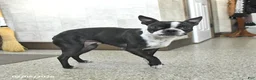 Boston Terrier dogs for sale: Myla - Ad 3