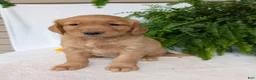 Golden Retriever dogs for sale: Liberty  - Ad 9