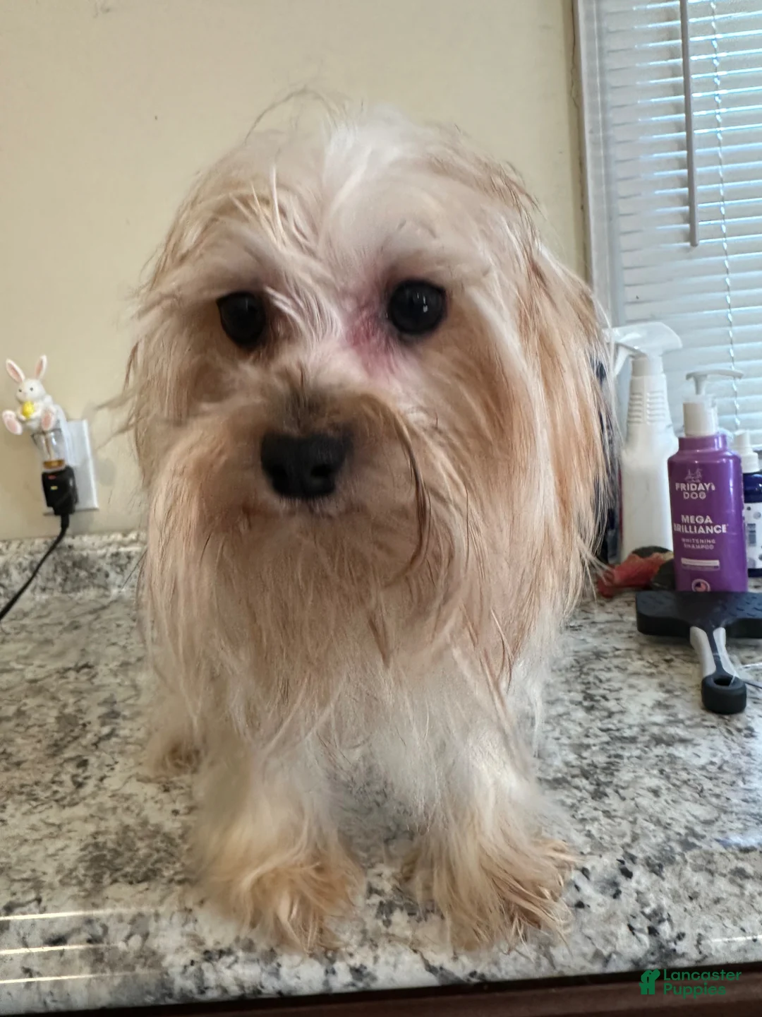 Yorkiepoo dogs for sale: Yorkiepoo Puppy 2 - Ad 2