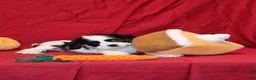Cocker Spaniel dogs for sale: Martha - Ad 3