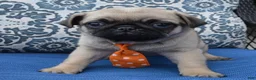 Pug dogs for sale: Porter - Ad 7