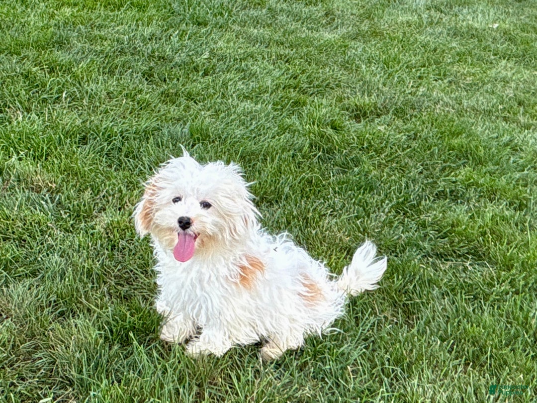 Mixed Breed dogs for sale: Sandra - Ad 2