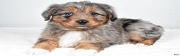 Miniature Australian Shepherd dogs for sale: Roscoe - Ad 5