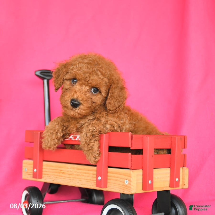 Miniature Poodle dogs Kitkat - Ad 2