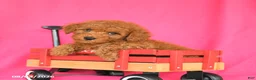 Miniature Poodle dogs for sale: Kitkat - Ad 2