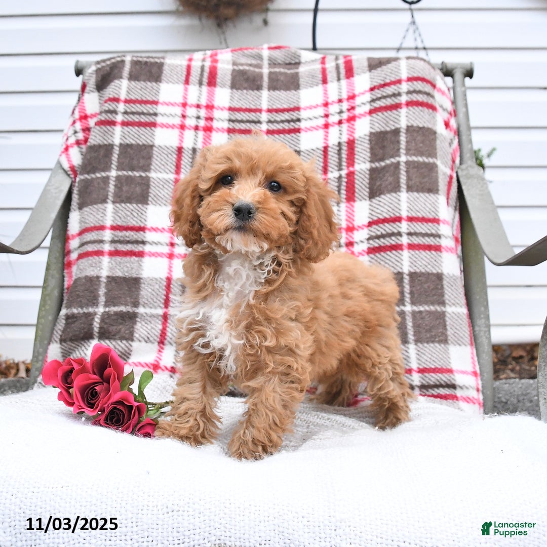 Cockapoo dogs for sale: Cindy - Ad 4