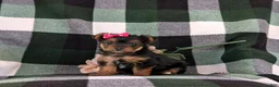 Yorkshire Terrier dogs for sale: Harmony 4.5 lbs Full Grown - Ad 1