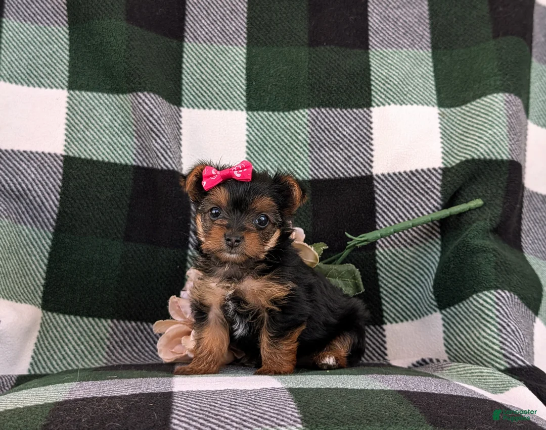 Yorkshire Terrier dogs for sale: Harmony 4.5 lbs Full Grown - Ad 1