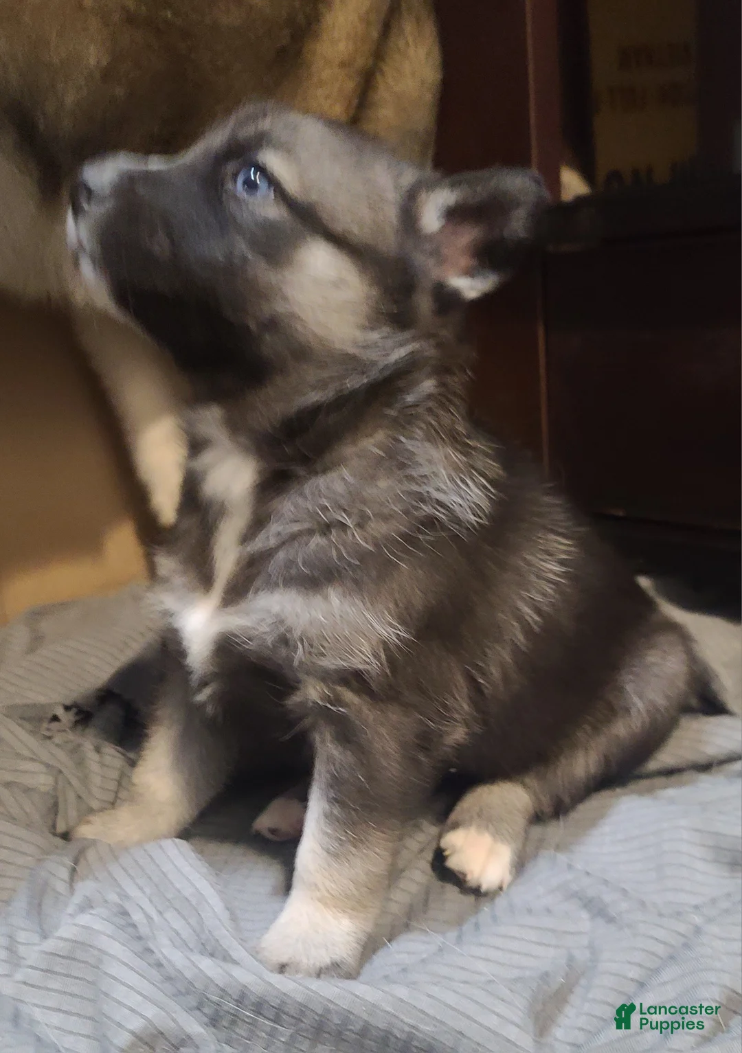 Pomsky dogs for sale: Lucky - Ad 8