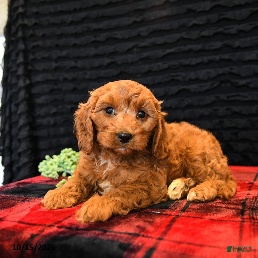 Cavapoo dogs Onxo - Ad 2