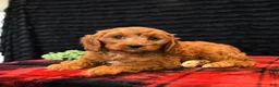 Cavapoo dogs for sale: Onxo - Ad 2