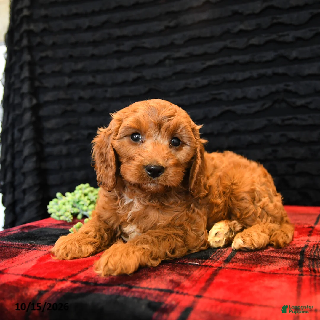 Cavapoo dogs for sale: Onxo - Ad 2
