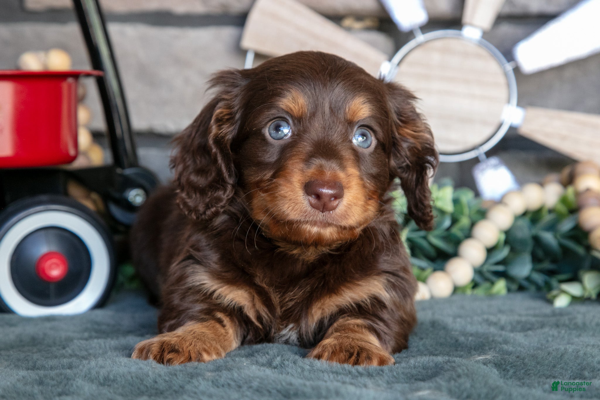 Miniature Dachshund dogs Jonas - Ad 2