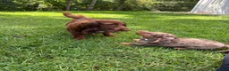 Dachshund dogs for sale: Ranger - Ad 5