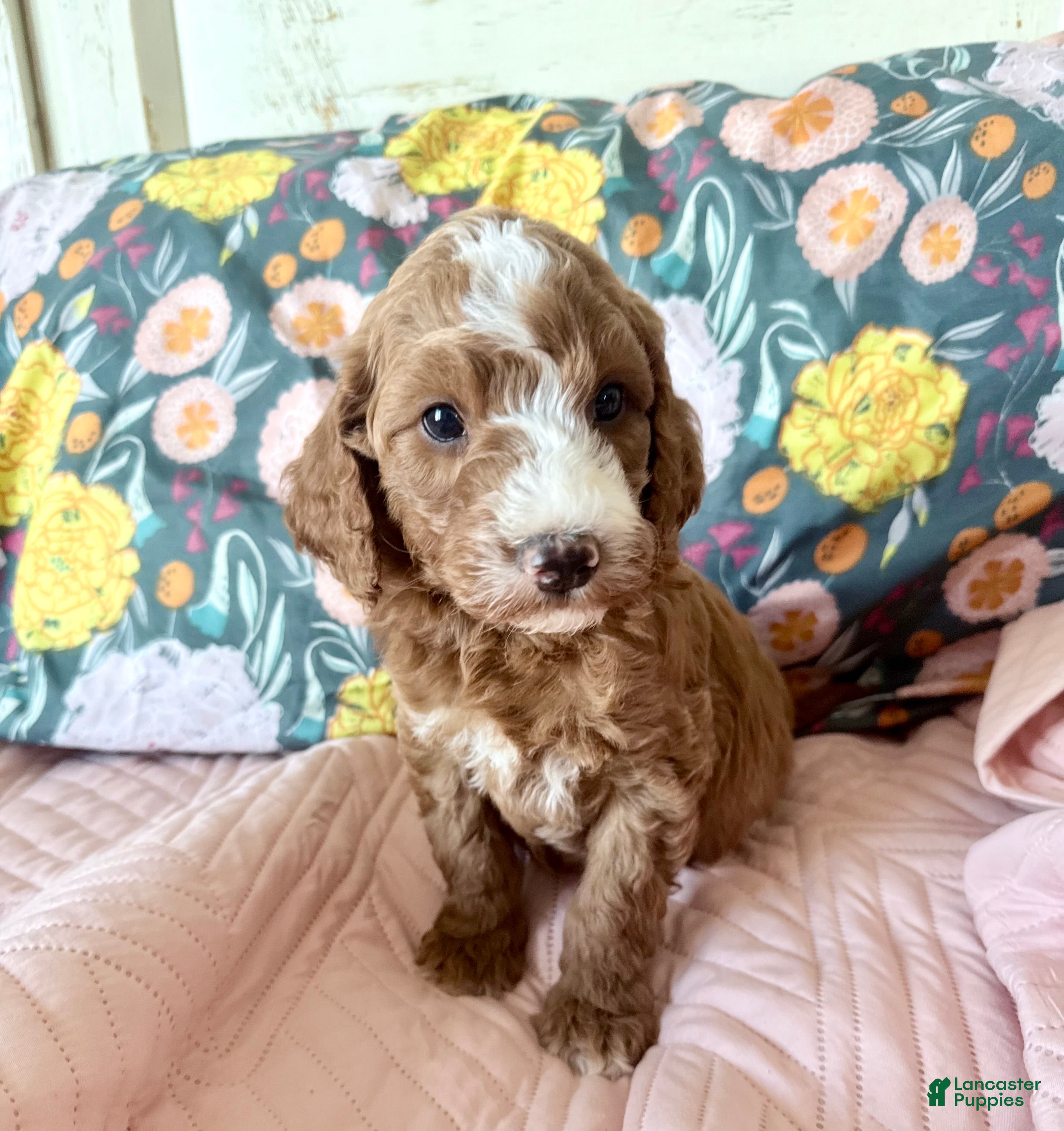 Irish Doodle dogs Irish Doodle Puppy 2 - Ad 7