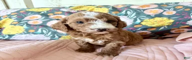 Irish Doodle Puppy 2