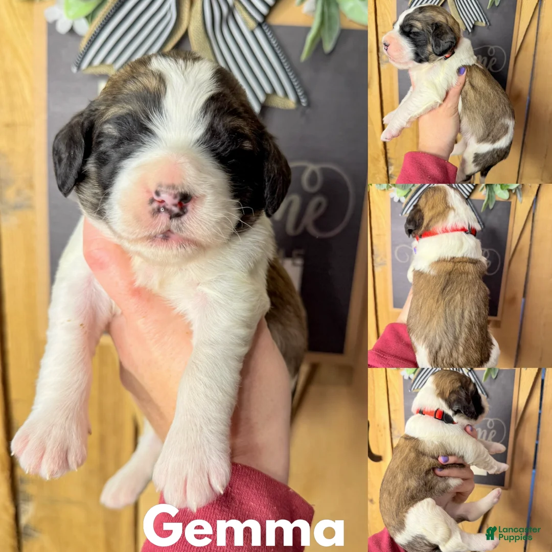 Saint Berdoodles dogs for sale: Gemma - Ad 1