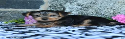 Yorkshire Terrier dogs for sale: Monkey - Ad 5