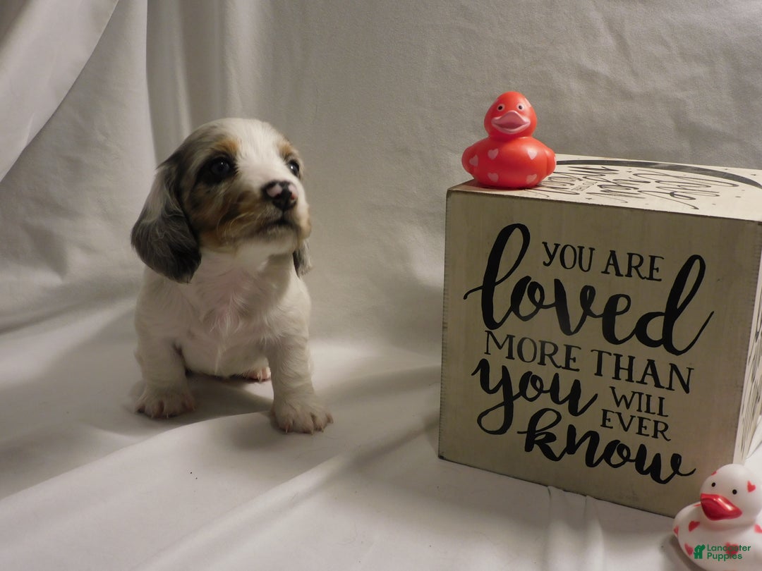 Miniature Dachshund dogs for sale: LMA's ChampionDoxie Snoop Dogg - Ad 24