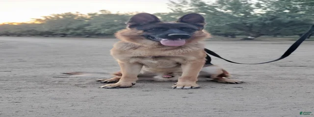 Rambo