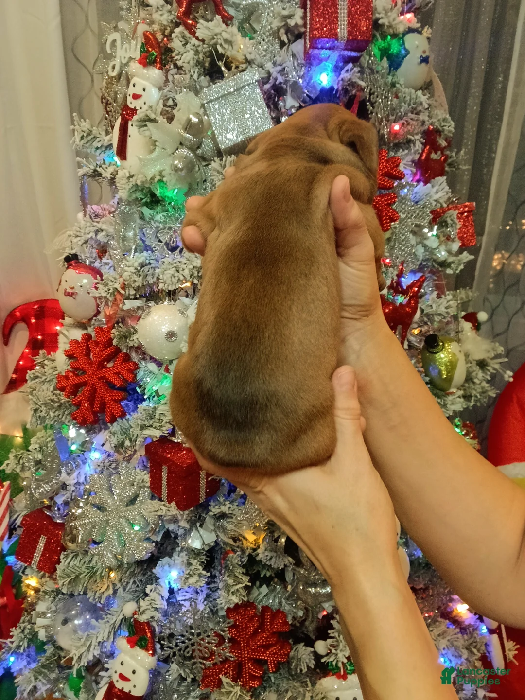 Olde English Bulldogge dogs for sale: Olde English Bulldogge Puppy 4 - Ad 5