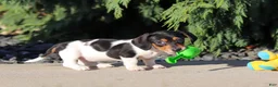 Dachshund dogs for sale: Holly - Ad 11