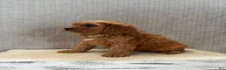 Cavapoo dogs for sale: Max - Ad 5