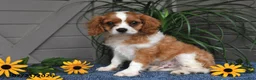 Cavalier King Charles Spaniel dogs for sale: Judson - Ad 2