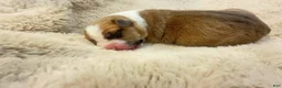 American Bully dogs for sale: American Bully 6 - Ad 4