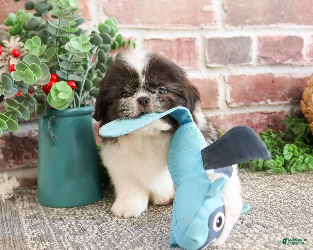 Shih Tzu dogs for sale: Aztec - Ad 2