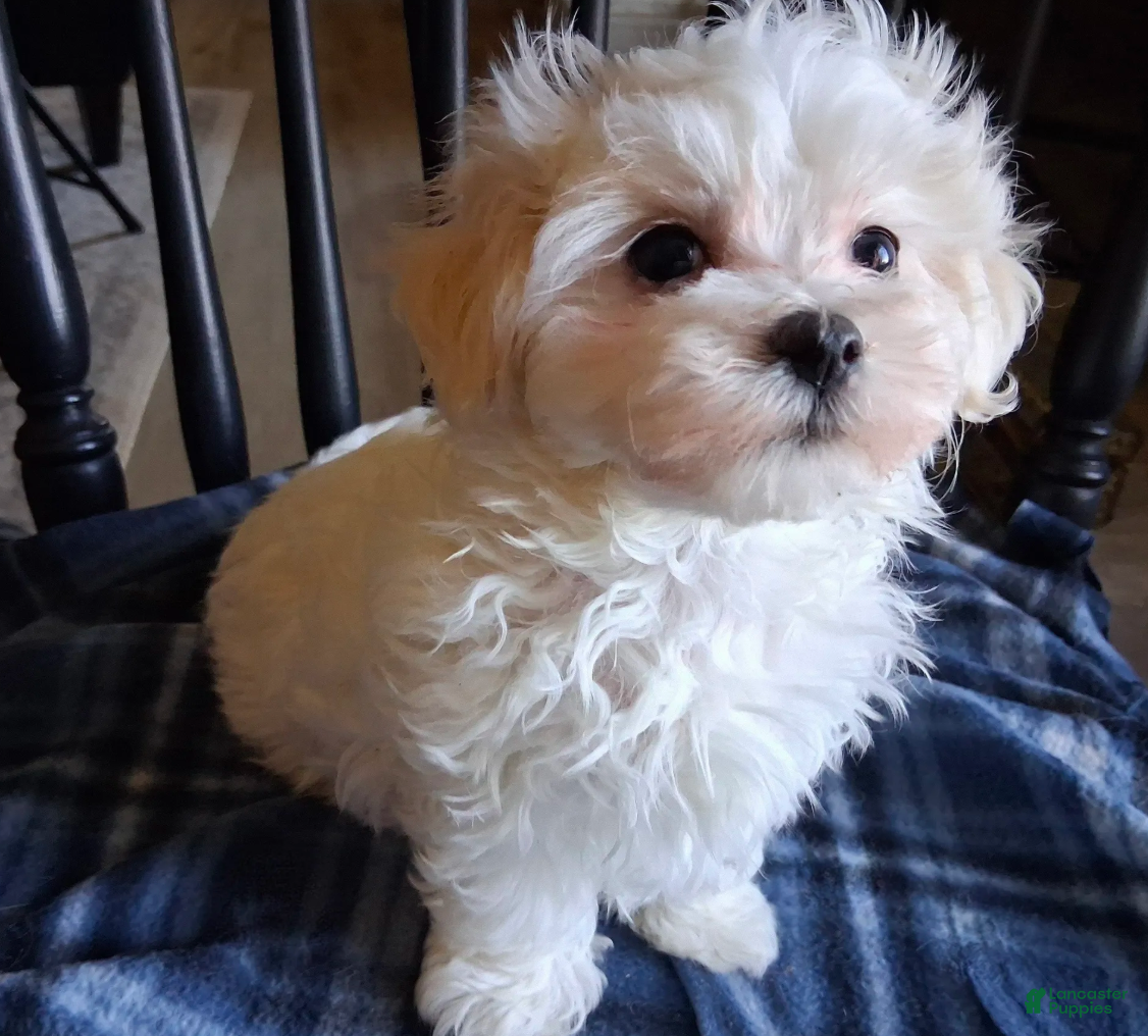 Maltipoo dogs Simon - Ad 2