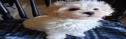 Maltipoo dogs for sale: Simon - Ad 2