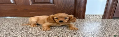 Cavapoo/Cockapoo female 1