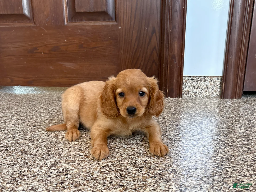 Mixed Breed dogs for sale: Cavapoo/Cockapoo female 1 - Ad 1