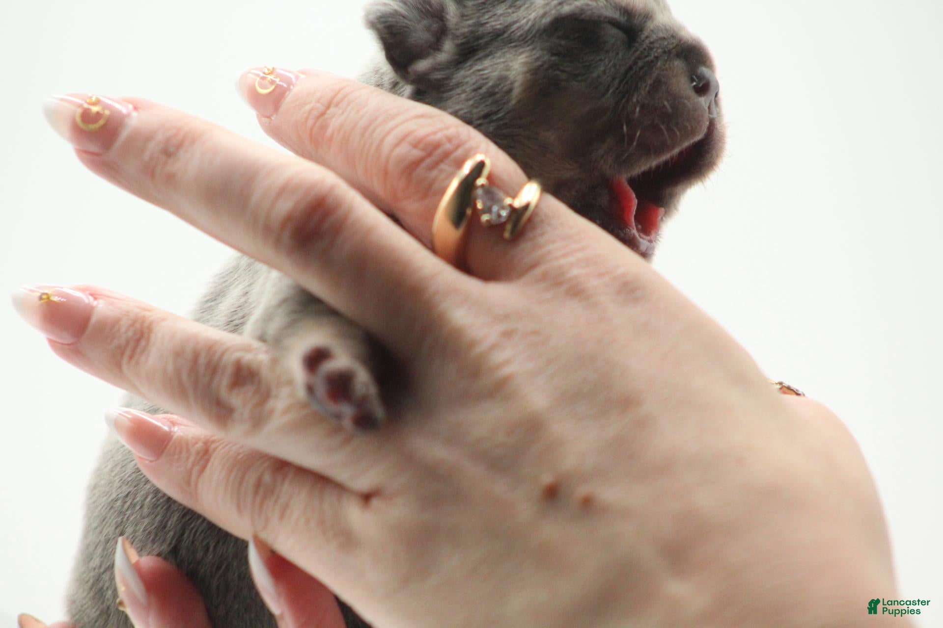 French Bulldog dogs for sale: Lilac and tan - Ad 2